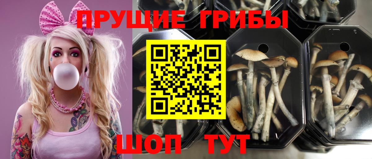 Саяногорск  Галлюциногенные грибы мухоморы  Вход с VPN 